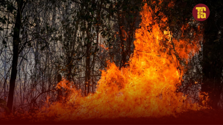 Calamidad pública en el Tolima: activan emergencia para combatir 38 incendios forestales en 16 municipios