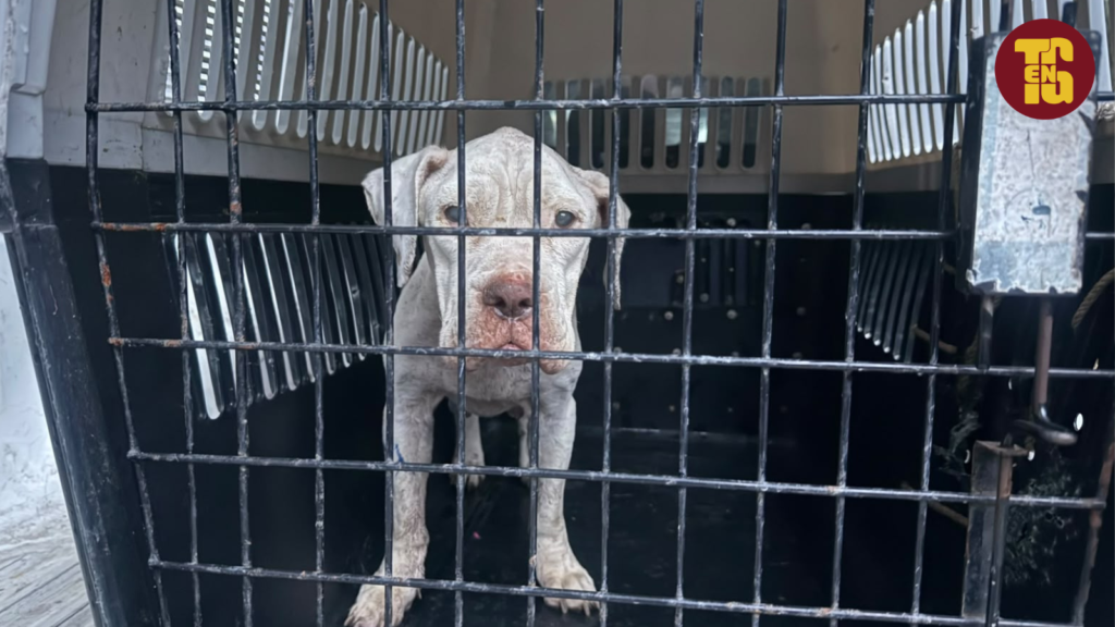 Autoridades rescatan a perrita en grave estado de desnutrición en la comuna 6